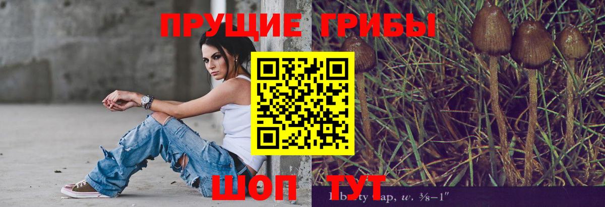 Галлюциногенные грибы Psilocybe  как найти   Каспийск 