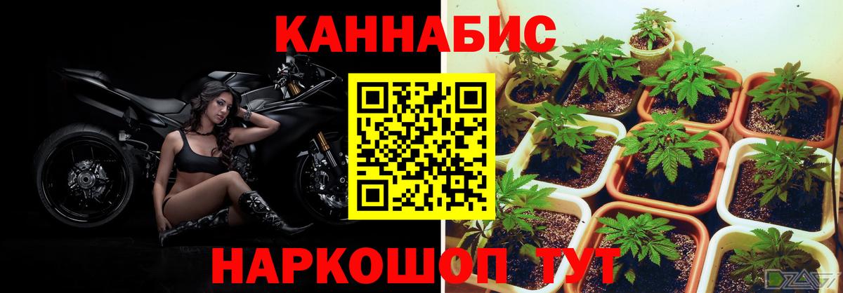 Марихуана SATIVA & INDICA  Каспийск  Бошки Шишки Amnesia  Каннабис семена  Шишки марихуана гибрид 